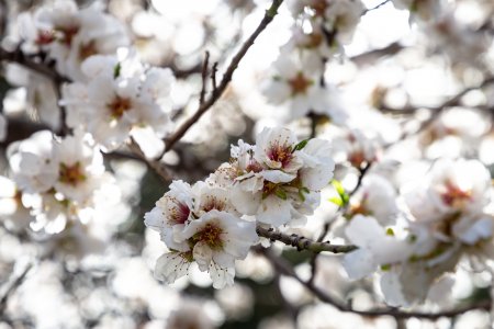 Arbres aux fleurs blanches