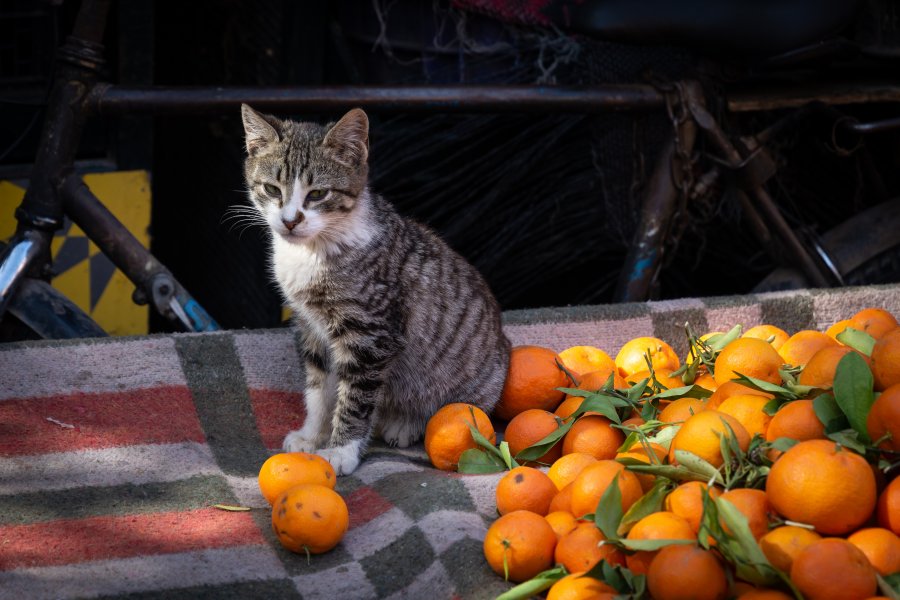 Chat et clémentines au Maroc