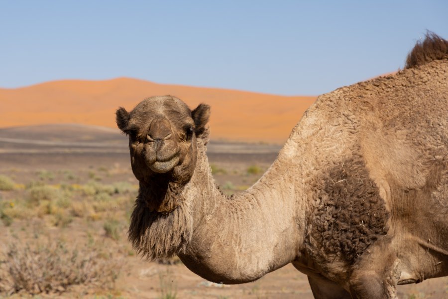 Dromadaire dans le désert du Sahara au Maroc