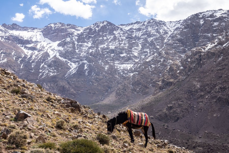 Âne devant le Mont Toubkal, Atlas, Maroc