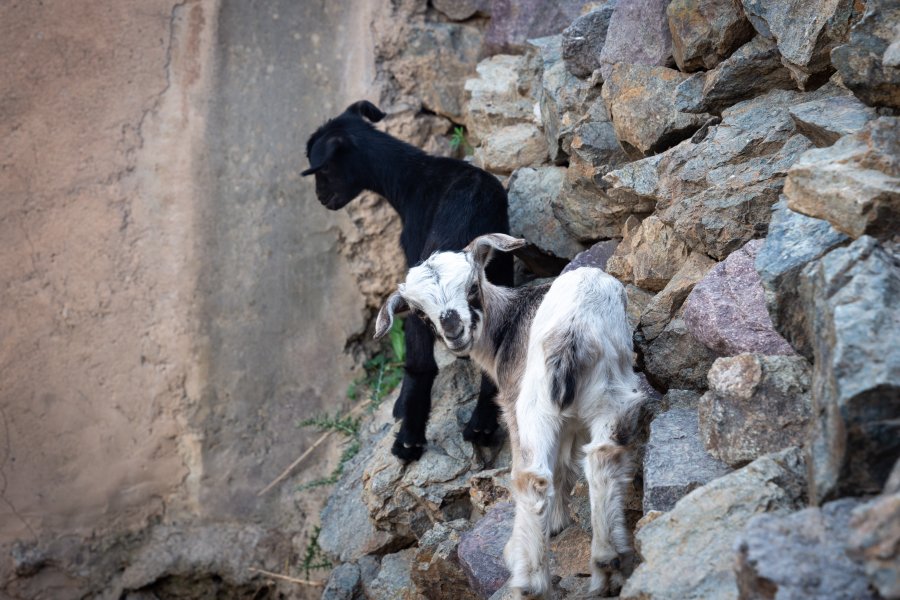 Chèvres à Imlil au Maroc