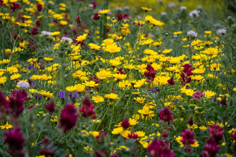 Fleurs du printemps en Sicile