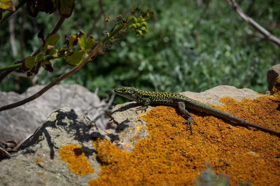 Lézard en Sicile, Italie