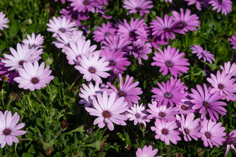 Marguerites d'Afrique