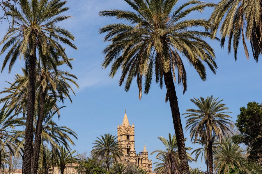 Palmiers et cathédrale de Palerme