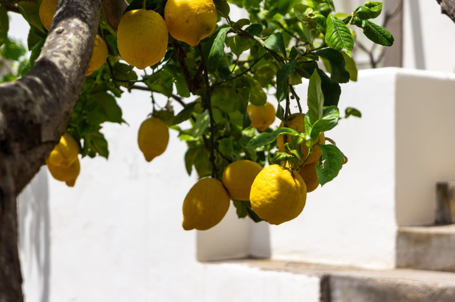 Citronniers sur les îles éoliennes