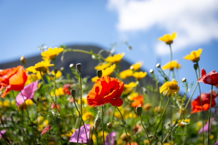 Fleurs sauvages dans les îles Eoliennes