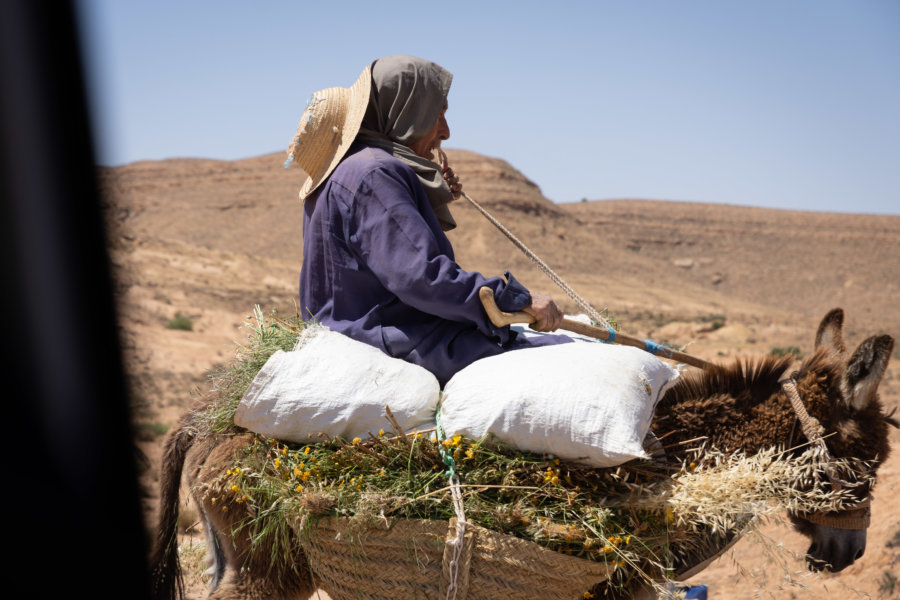 Âne sur le route au sud de la Tunisie