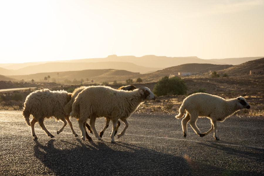 Moutons qui traversent la route, Sud tunisien