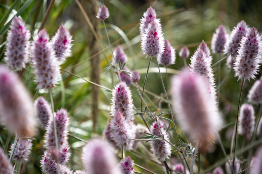 Plantes au Cap Bon