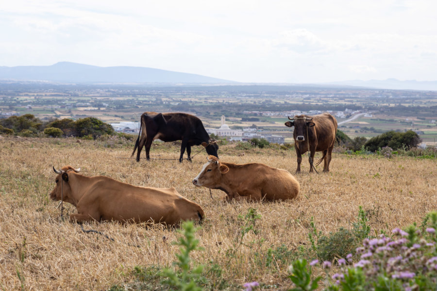 Randonnée au milieu des vaches, El Haouaria