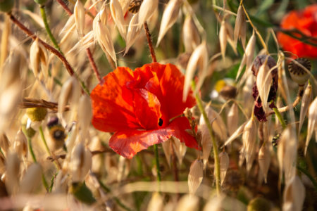 Coquelicot dans la campagne italienne