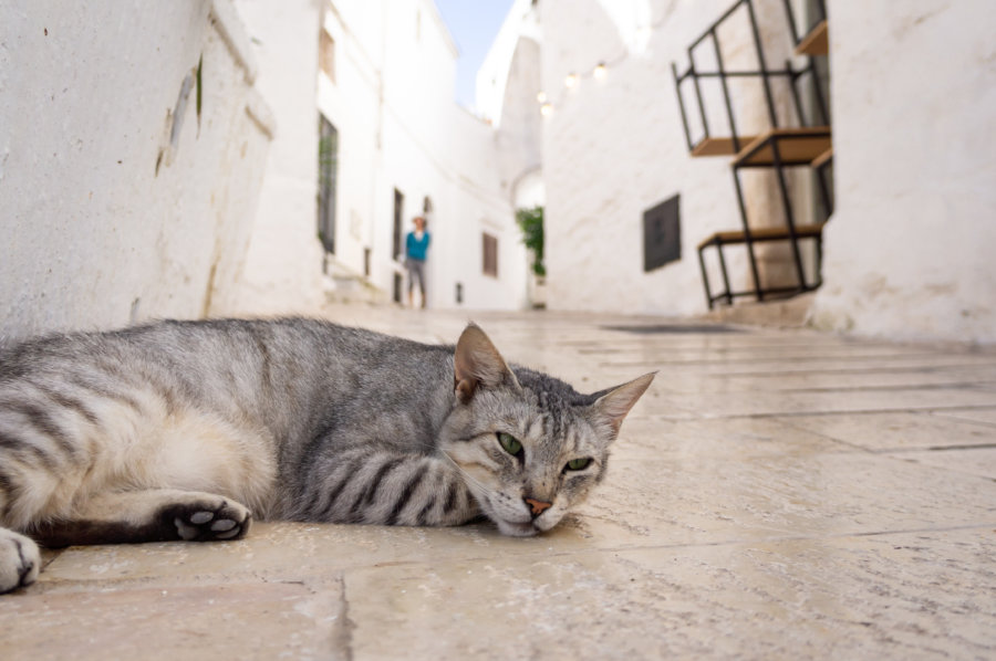 Chat dans la ville d'Ostuni en Italie