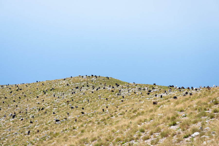 Chèvres en pagaille à LLogara