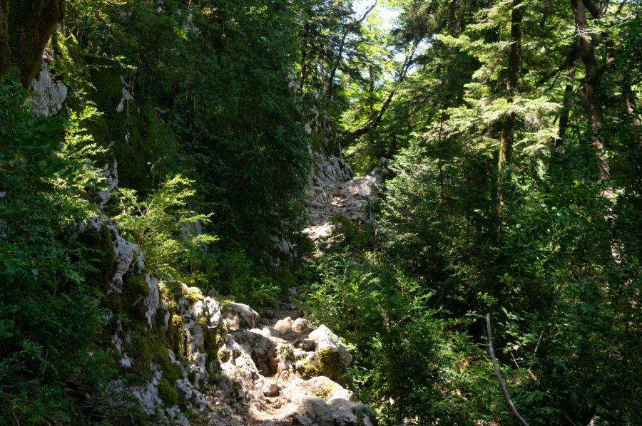 Chemin dans la forêt à Llogara en Albanie