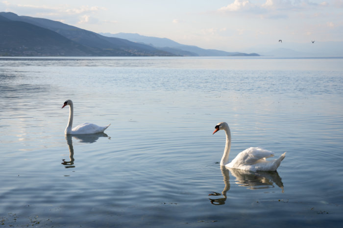 Cygnes sur le lac de Pogradec