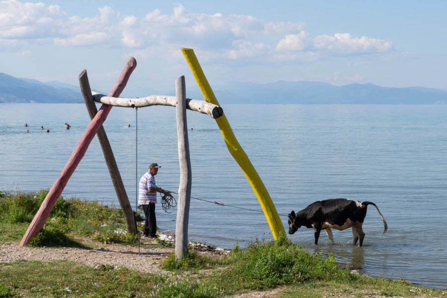 Vache au lac de Pogradec en Albanie