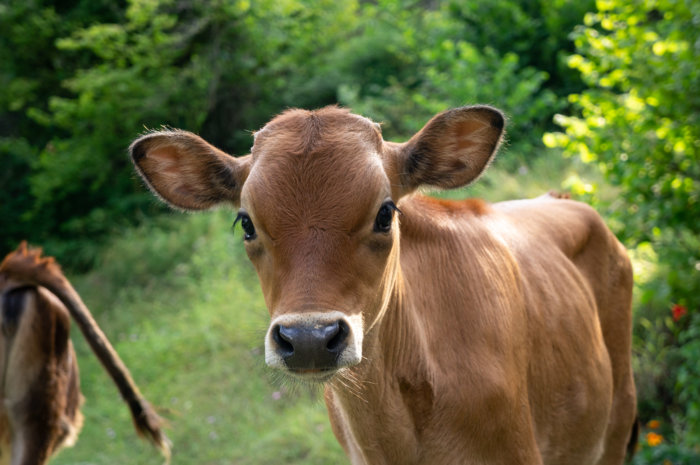 Portrait de vache albanaise