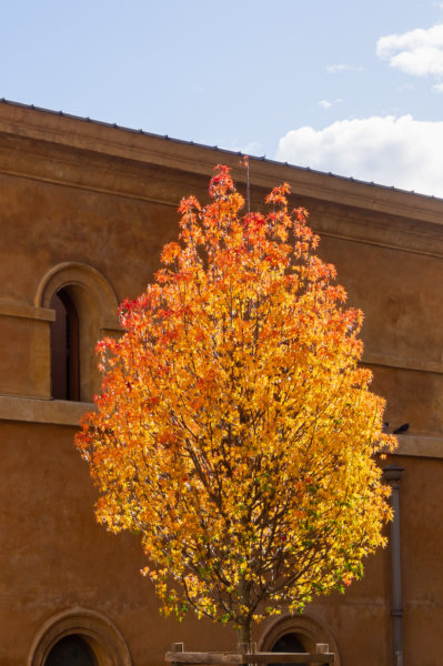 Arbre flamboyant l'automne
