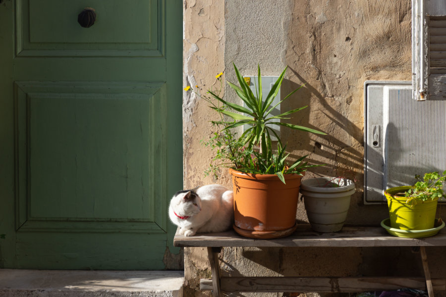 Chat et plantes sur un banc