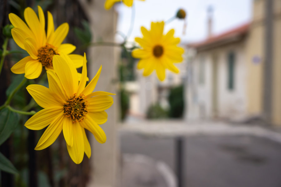 Fleur à Endoume, Marseille