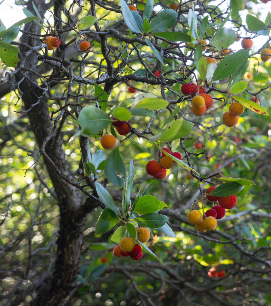 Arbre arbousier