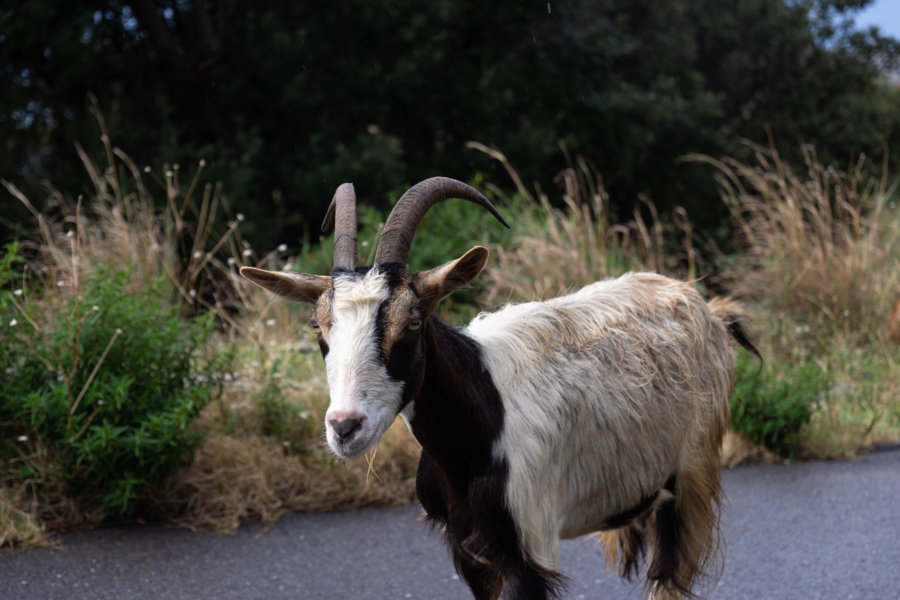 Chèvre en Haute-Corse