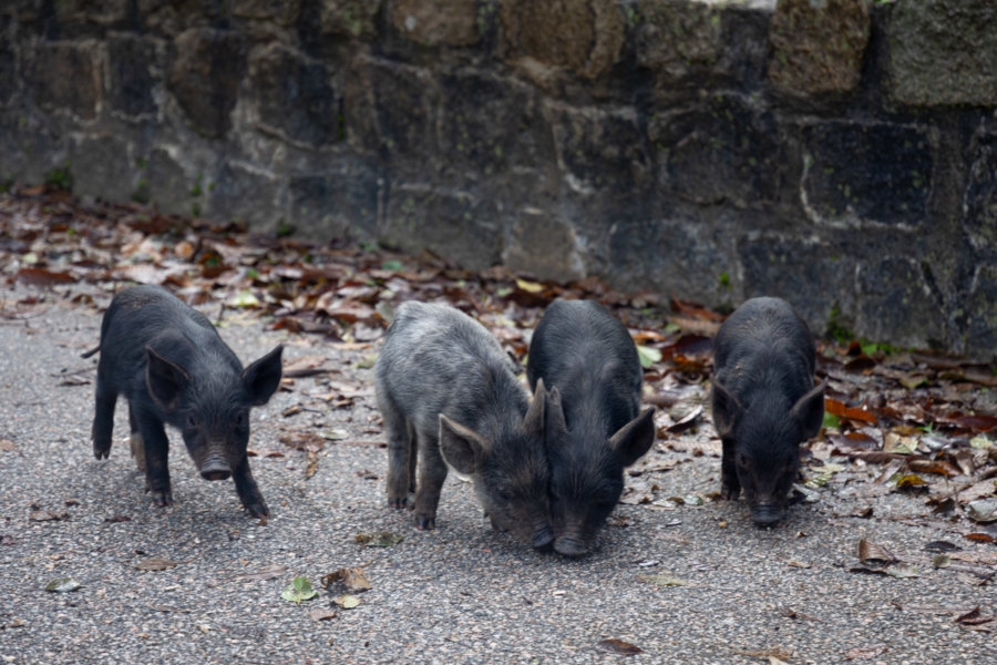 Cochons sauvages bébés en Corse