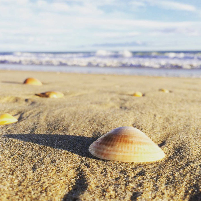 Coquillage sur le sable