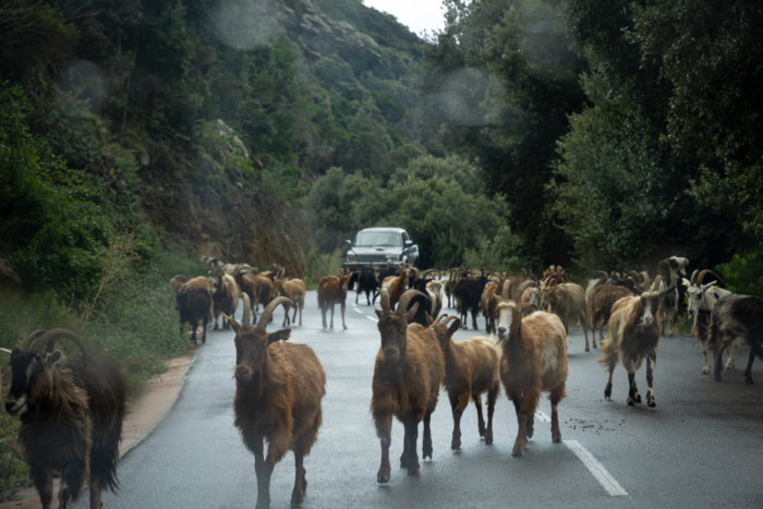 Embouteillage corse : des chèvres sur la route