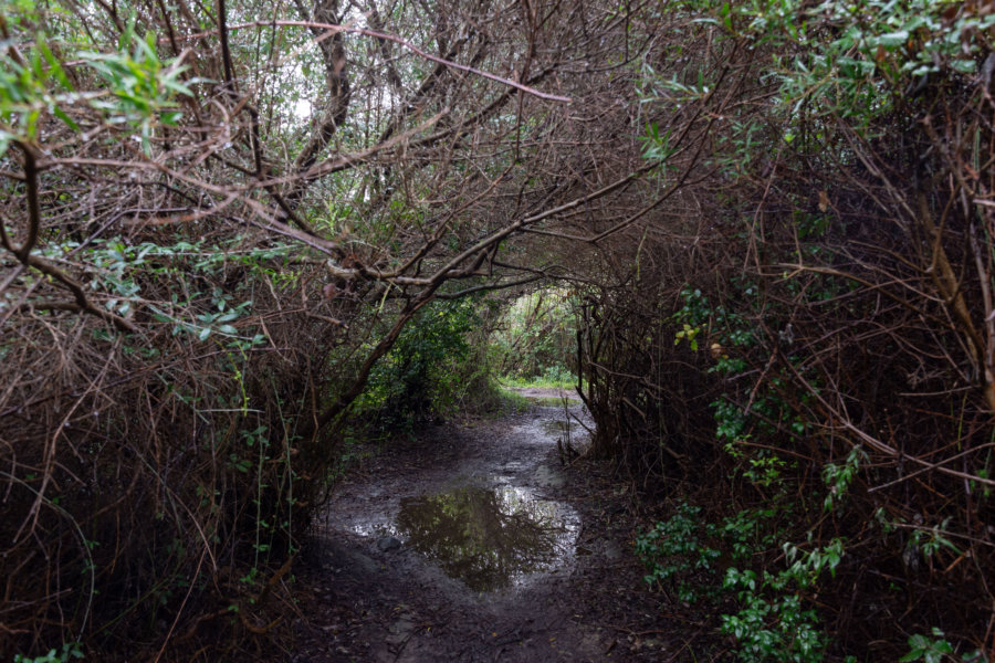 Sentier douanier inondé à Barcaggio