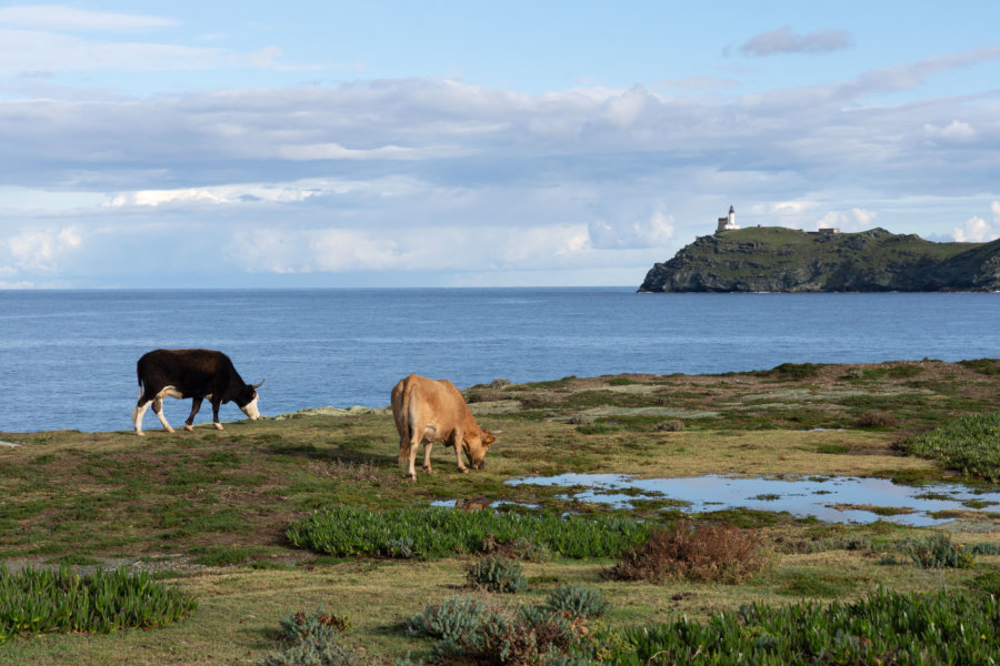 Vaches en bord de mer à Barcaggio, Corse