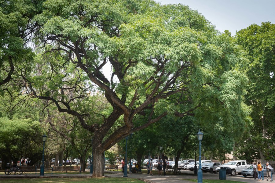 Arbres géants à Mendoza