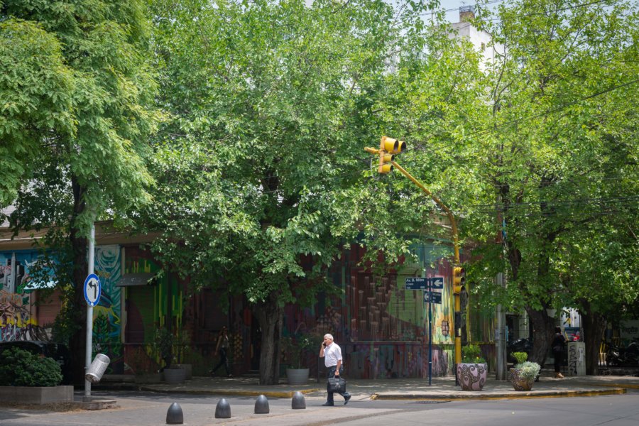 Arbres dans la ville de Mendoza