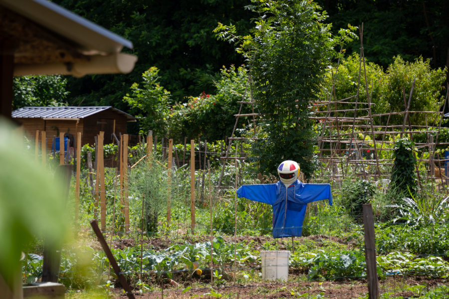 Epouvantail dans un potager