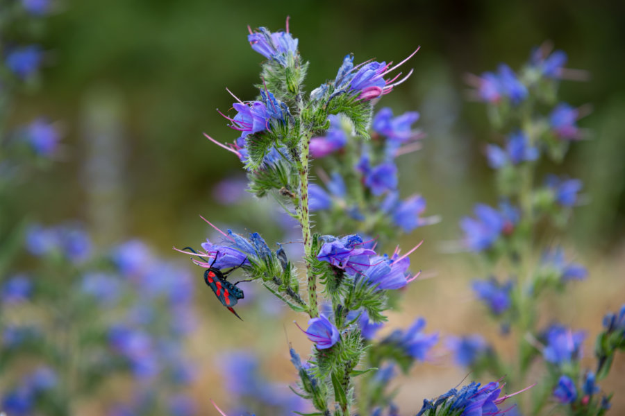 Fleur vipérine bleue