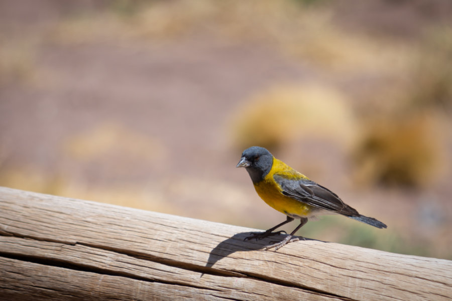 Oiseau sur l'Aconcagua