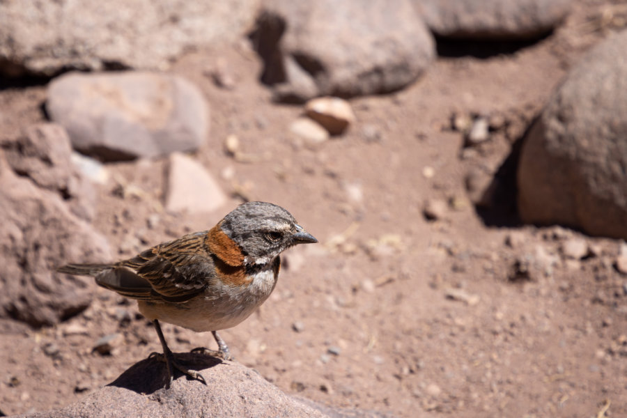 Oiseau des andes argentines