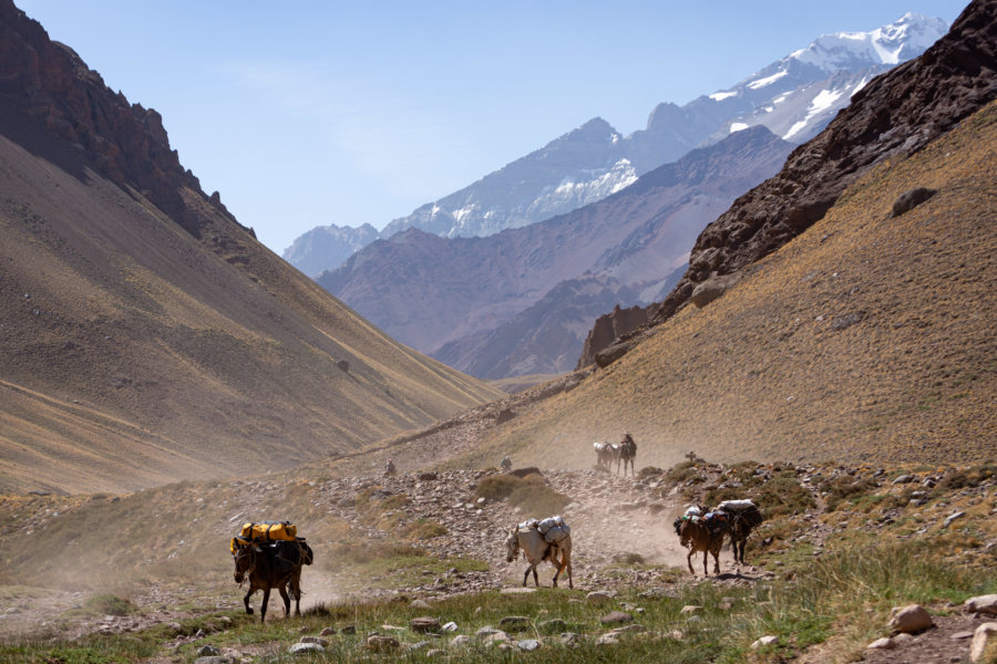 Chevaux sur la randonnée de l'Aconcagua