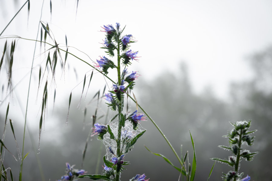 Plante dans la rosée du matin