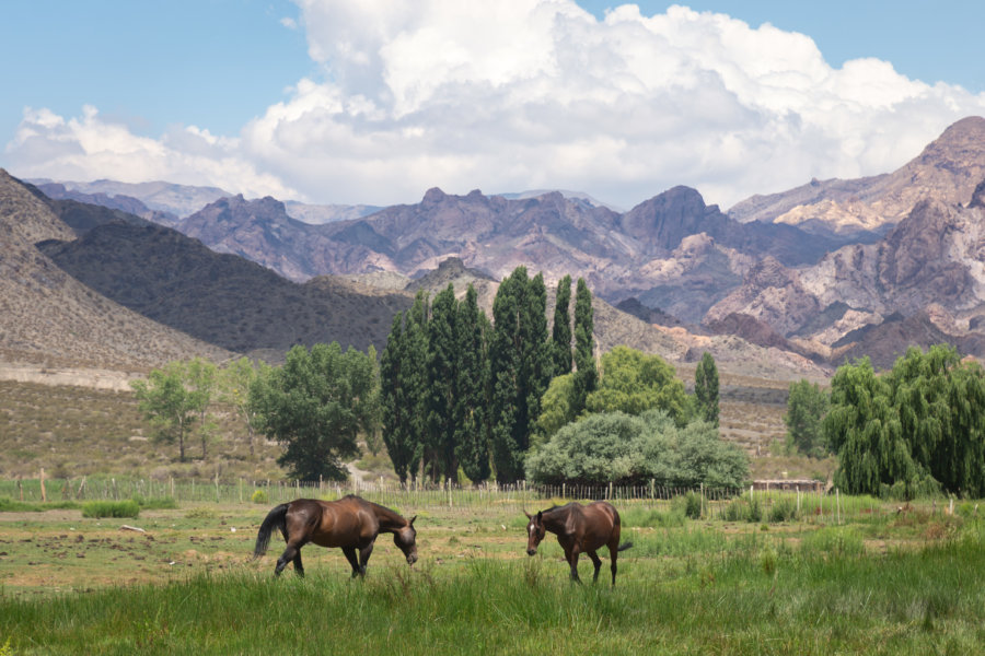 Chevaux dans la montagne à Uspallata, Argentine