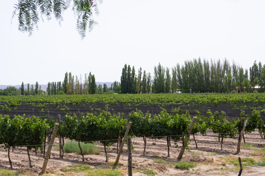 Vignes près de San Rafael, ouest argentin