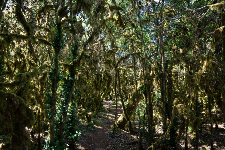 Arbres couverts de mousse, randonnée dans les Gorges de l'Aveyron