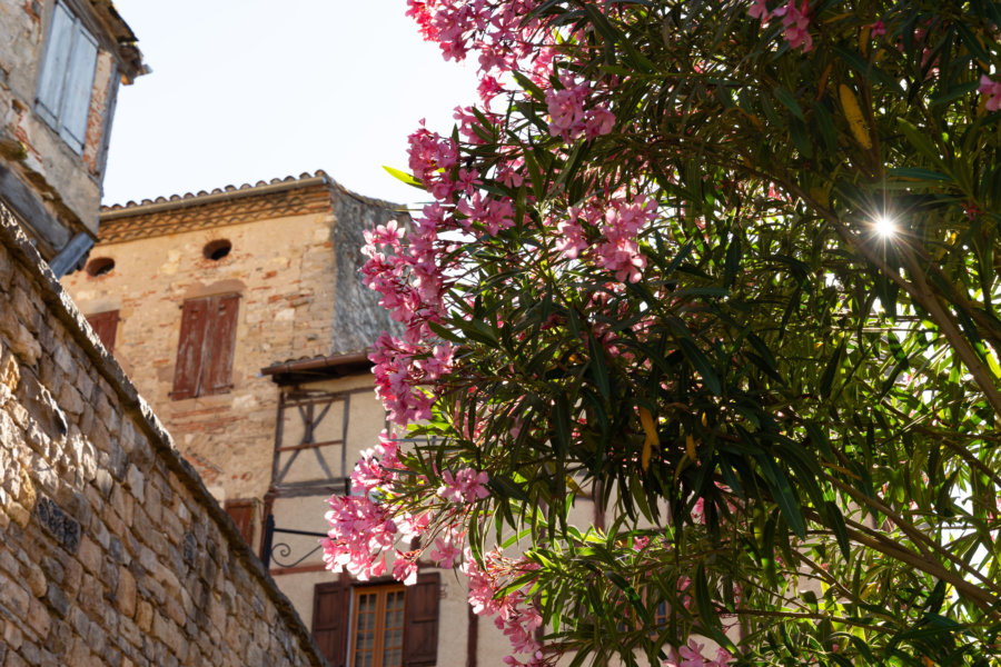 Fleurs à Cordes sur Ciel