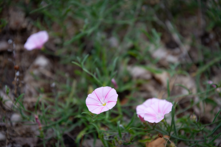 Liserons, fleurs sauvages