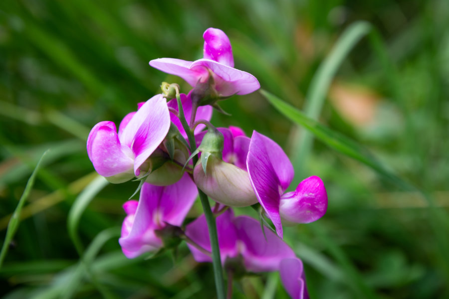 Fleur pois vivaces