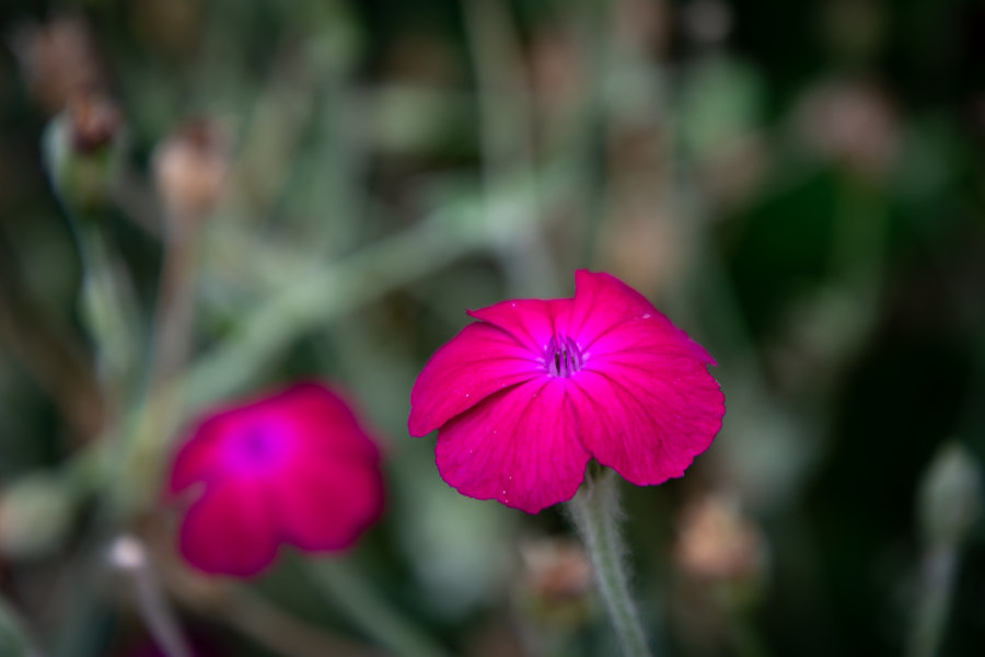 Fleurs sur la randonnée de Penne à Bruniquel