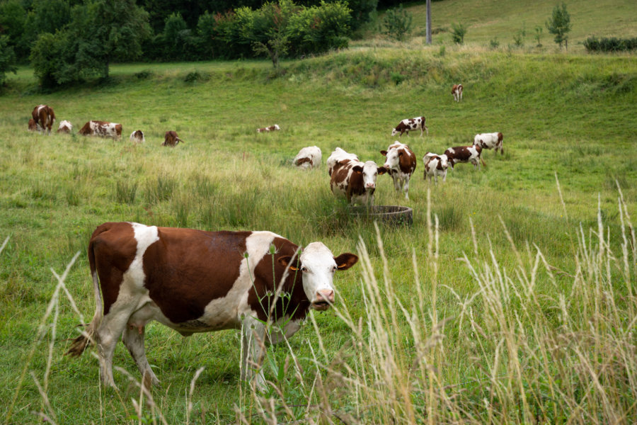 Vaches d'Occitanie