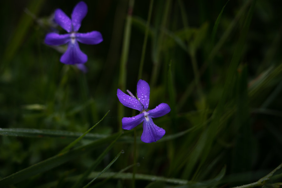 Fleurs dans la montagne sous la pluie