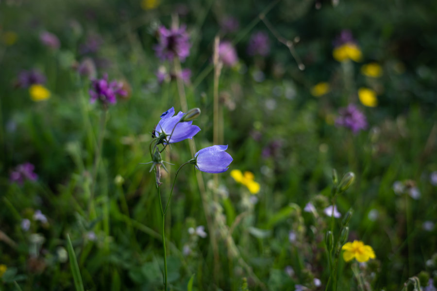 Fleurs de montagne dans les Hautes-Pyrénées